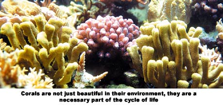 Corals proliferating